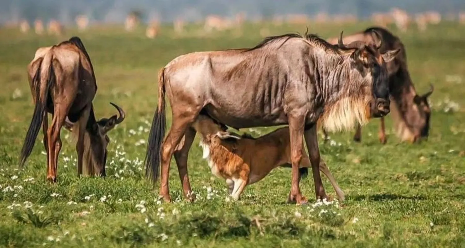 How to choose the best months for the Serengeti Wildebeest calving season on the southern Ndutu plains