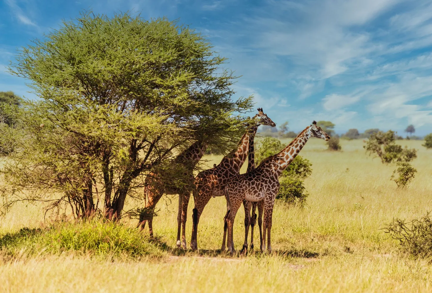 Best photography lighting in Tanzania highlighting a lion silhouette during golden hour safari