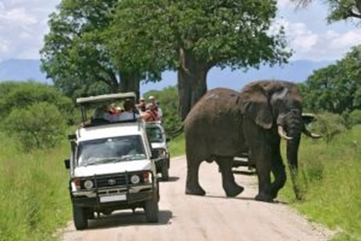How to compare prices between local and international tour operators in East Africa - Safari vehicles in the savanna