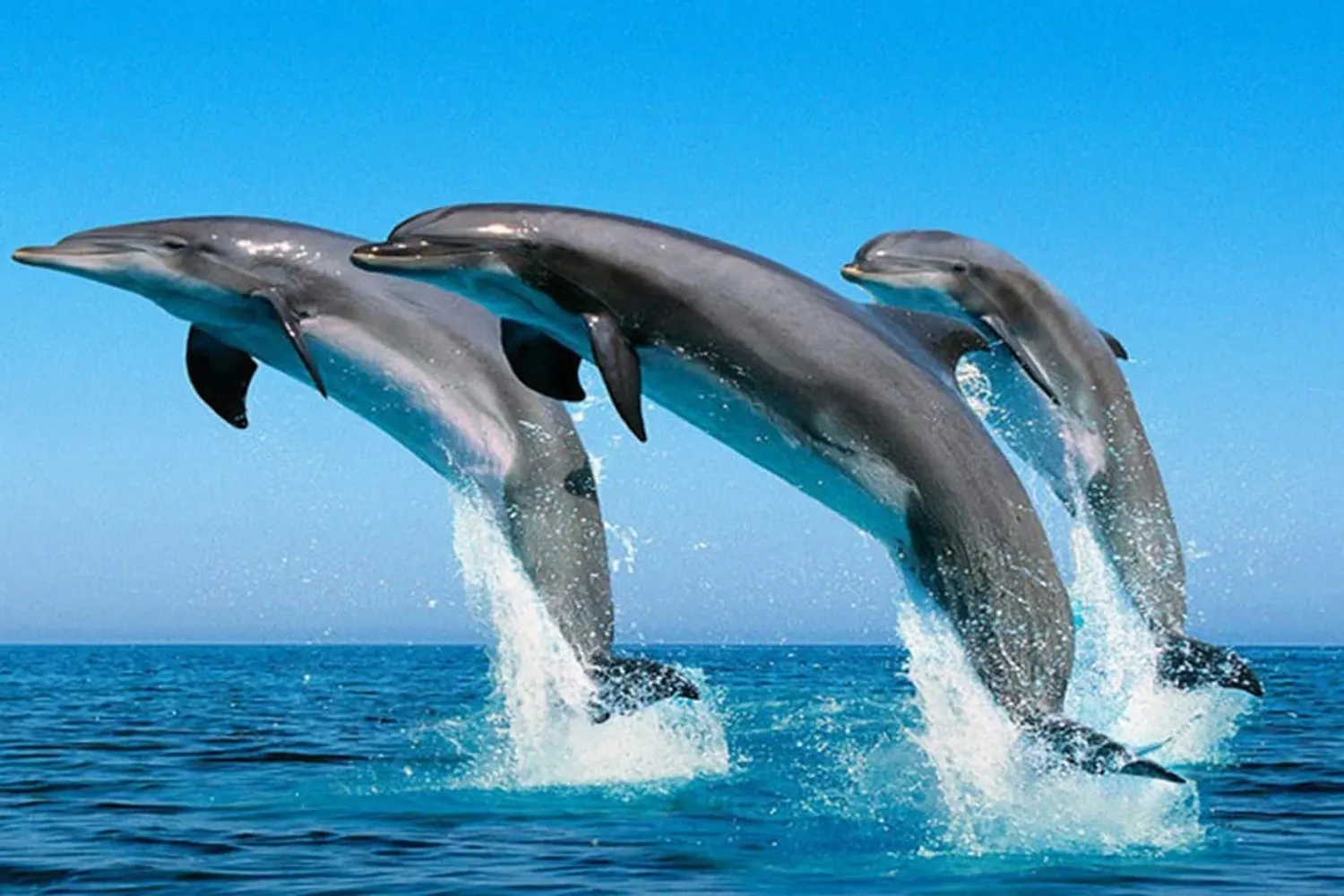 Swim with Dolphins in Kizimkazi