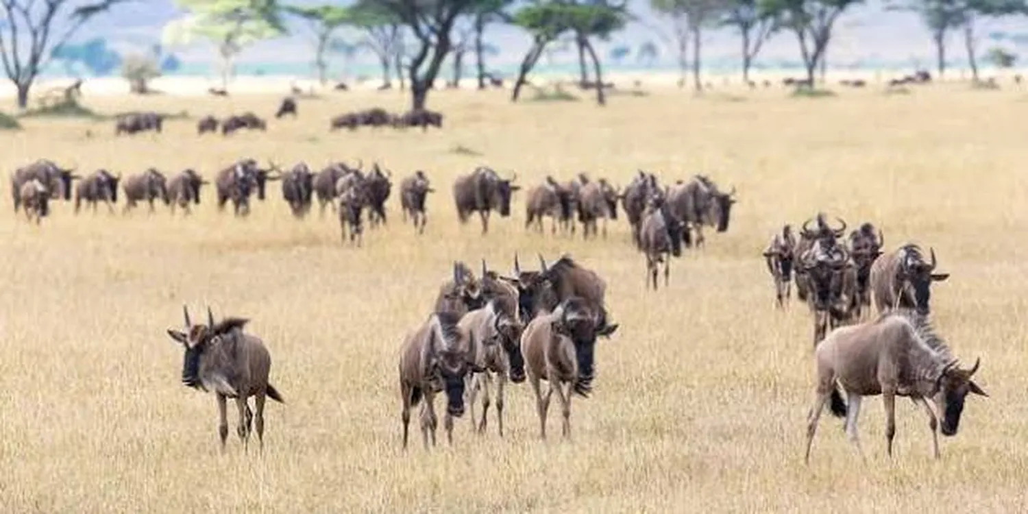 Dry season safari in Serengeti - golden grass, clear blue skies, and elephants roaming near a waterhole