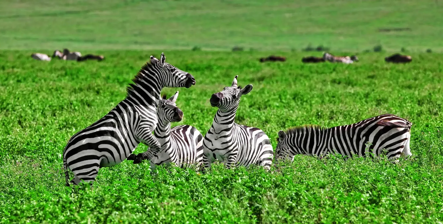 Green season safari in Maasai Mara - lush green landscape, dramatic storm clouds, and newborn giraffes