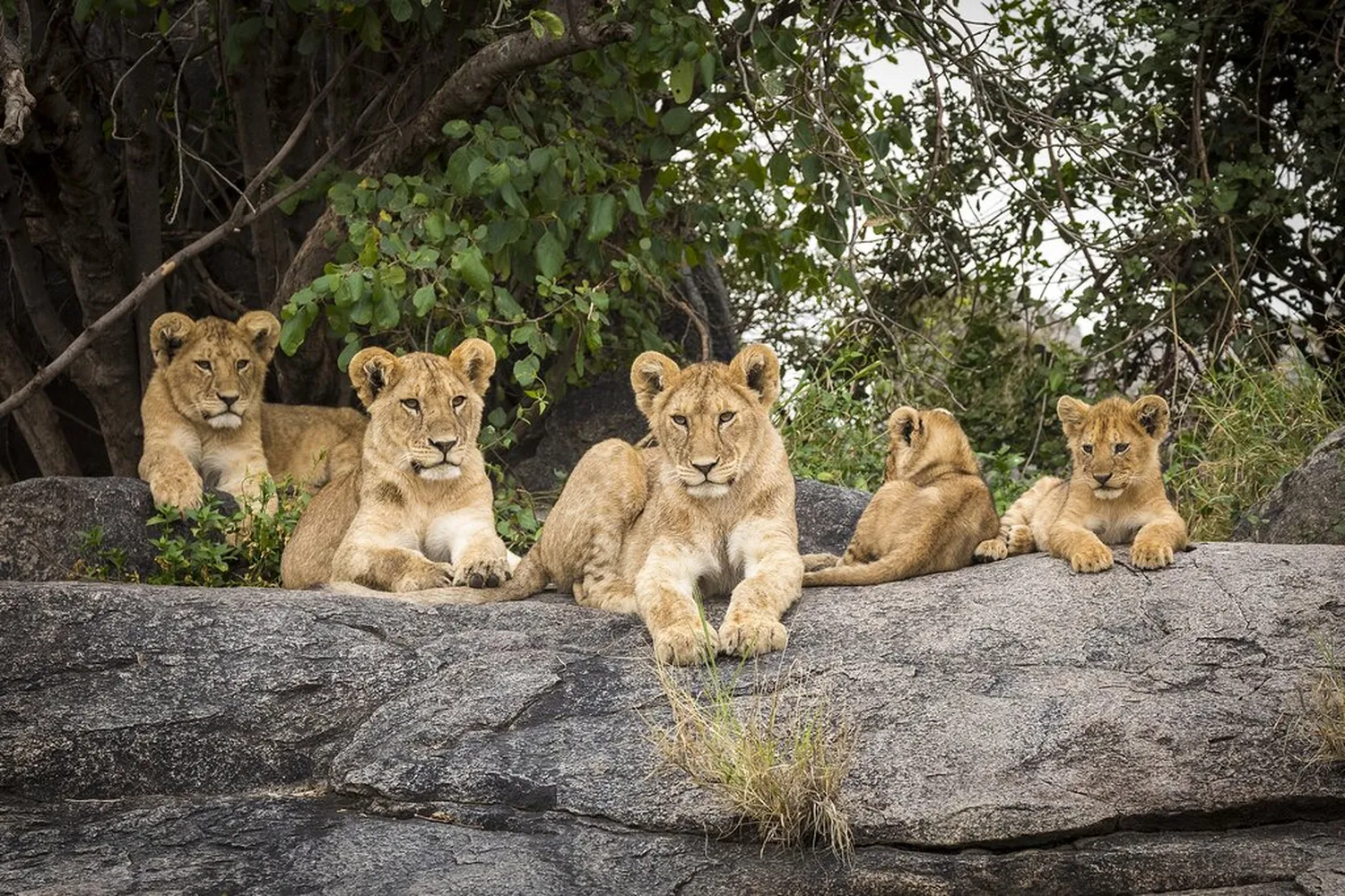 How to arrange a 7 day Tanzania safari in July and August - Great Migration Wildebeest Mara River Crossing