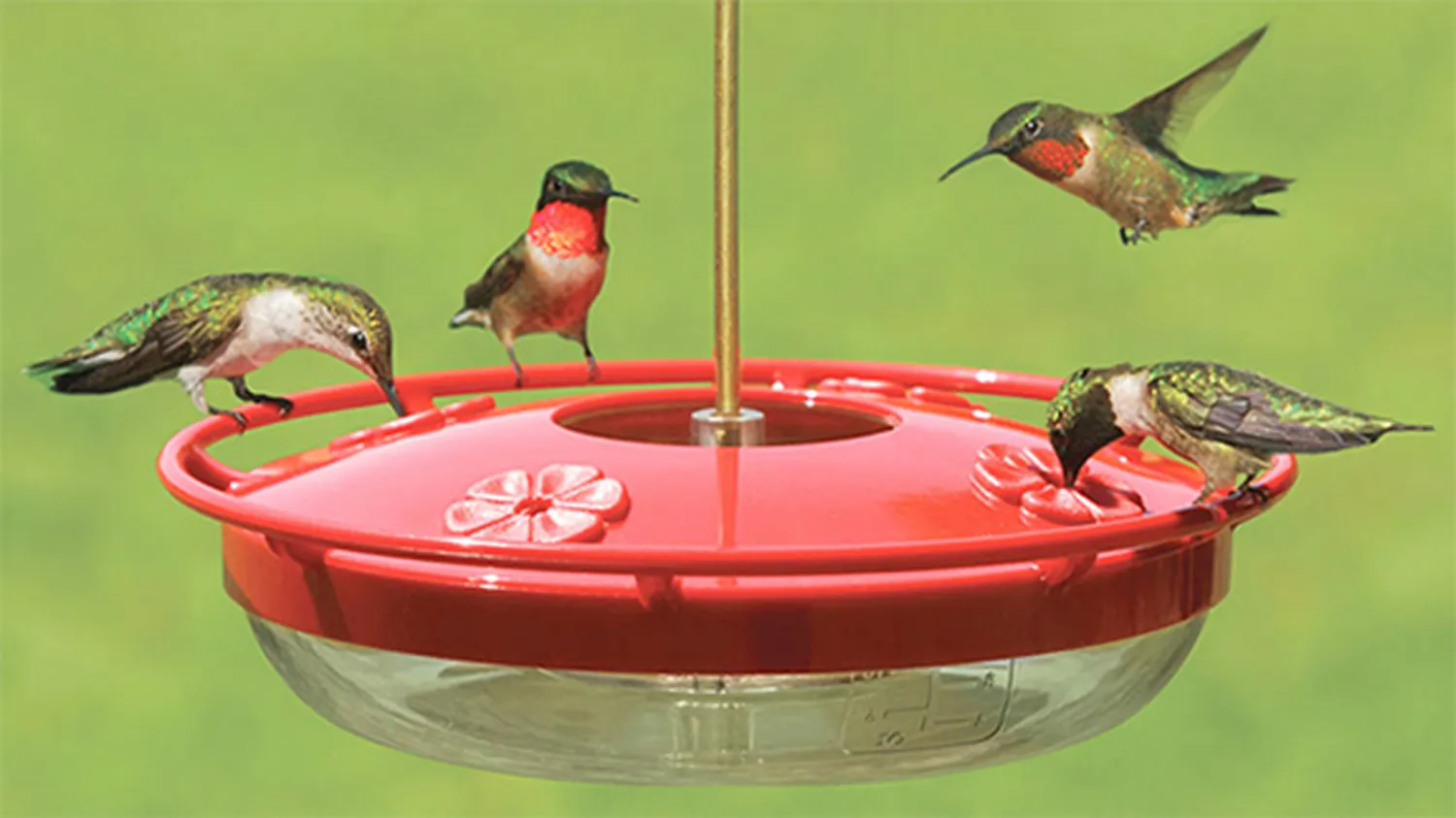 How to attract hummingbirds to your backyard - vibrant micro-environment layout featuring red tubular flowers and nectar stations