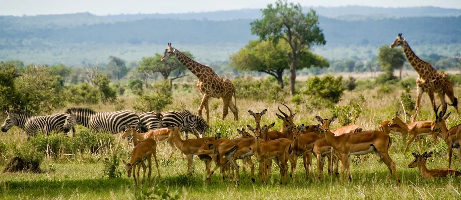 How to book a 3-day budget safari to Mikumi National Park