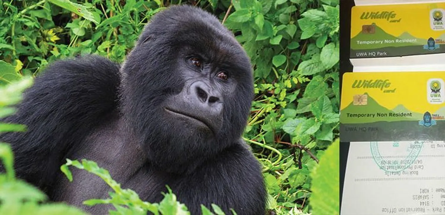 How to book a gorilla trekking permit in Bwindi Forest Uganda - Mountain Gorilla in the wild