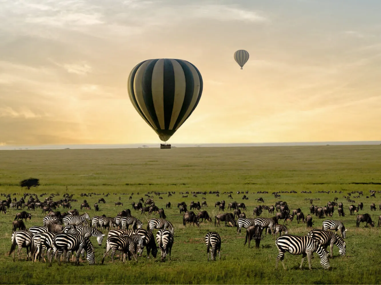 How to book a Serengeti hot air balloon safari at the best price - aerial view of savanna with hot air balloons floating over wildlife migration