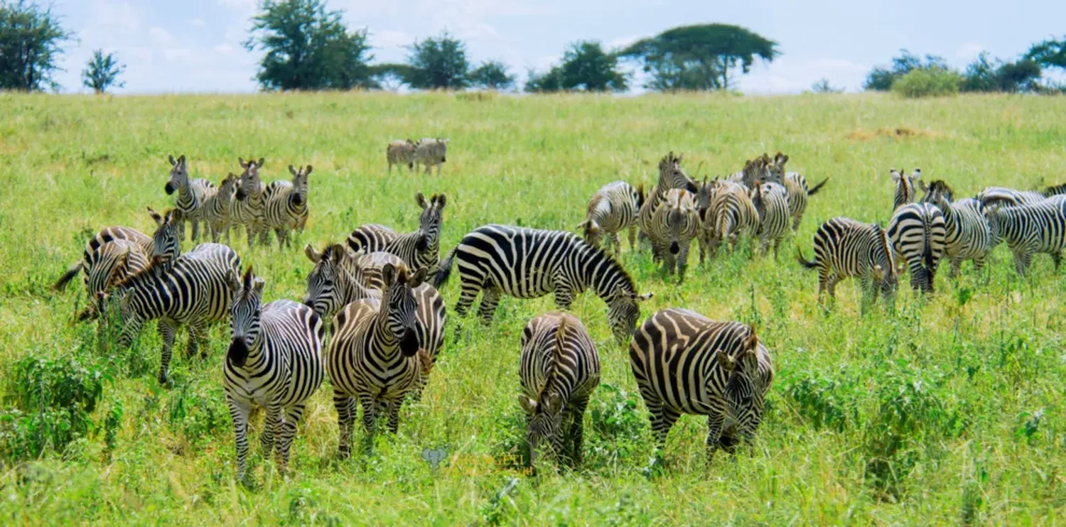 how to book the best 8 days tanzania luxury safari itinerary serengeti and ngorongoro with private land cruiser and luxury camps