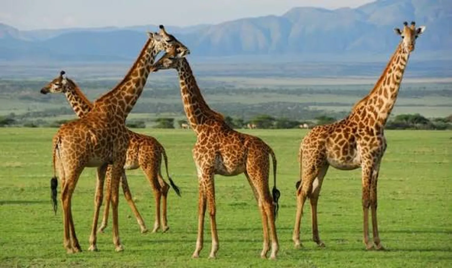 How to book top rated luxury safari operators for Serengeti and Ngorongoro