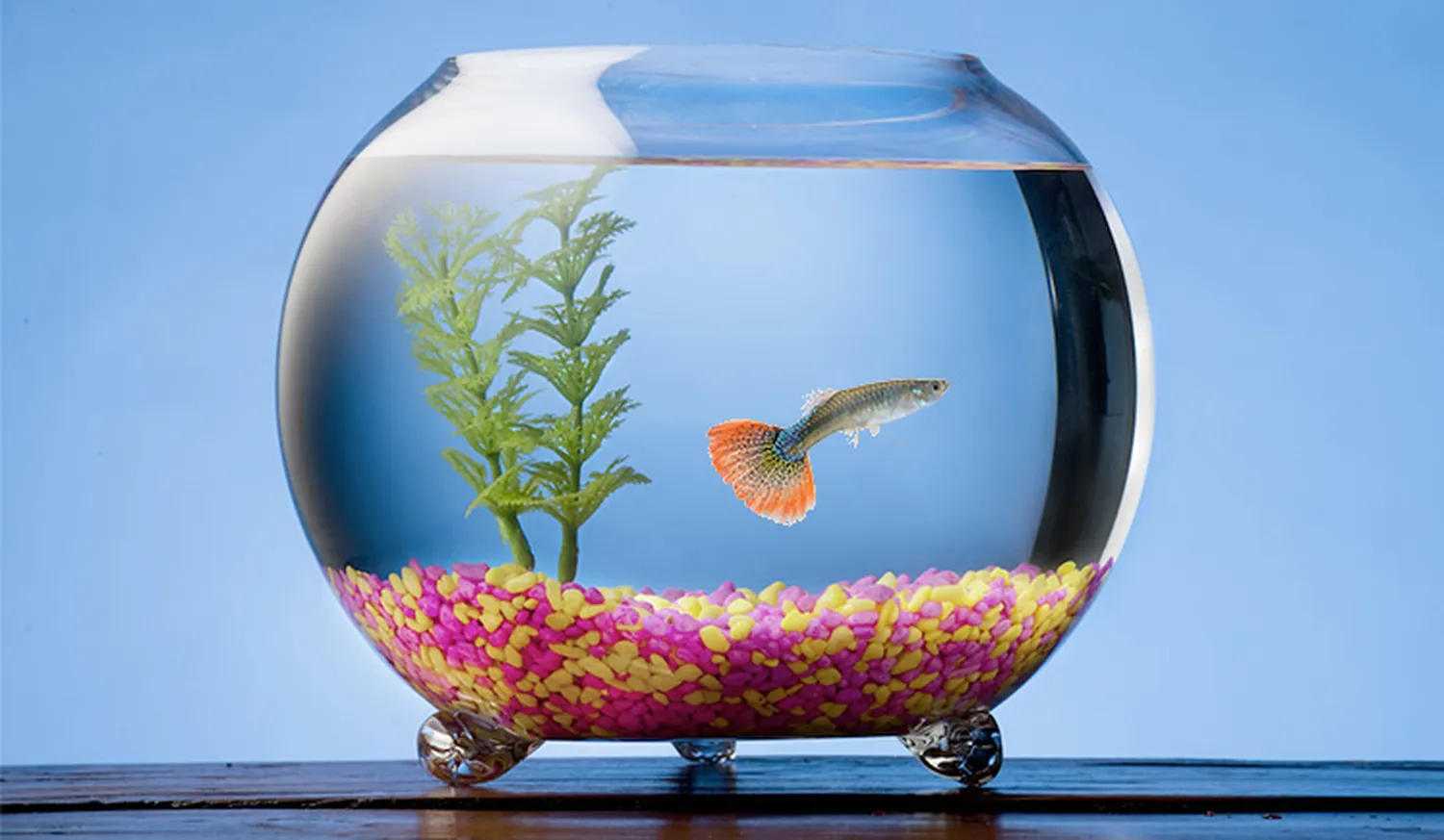 How to breed guppy fish in a small tank - aquatic setup guide
