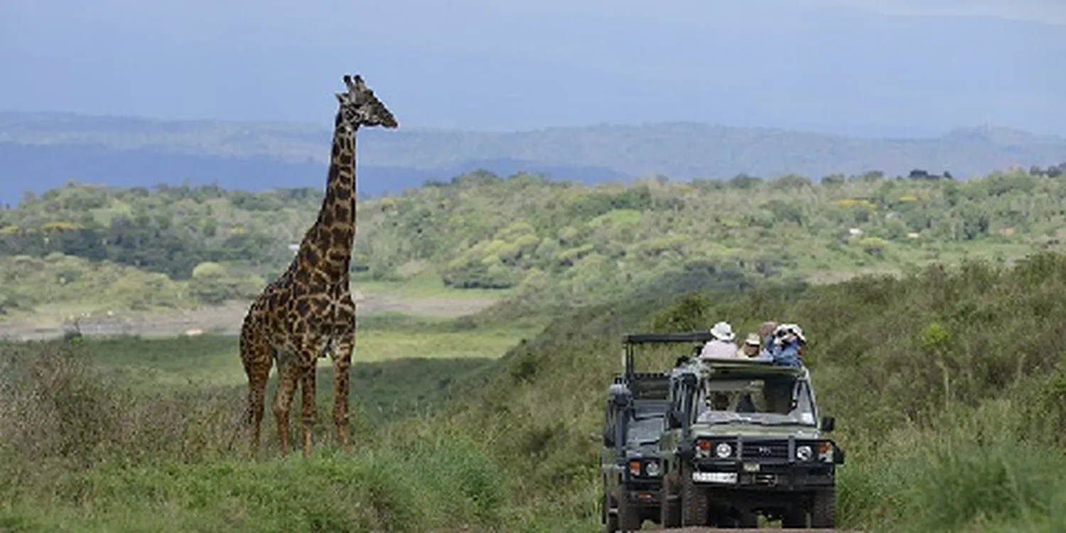 How to budget for solo 6 days luxury safari - A solo traveler watching wild elephants in Africa