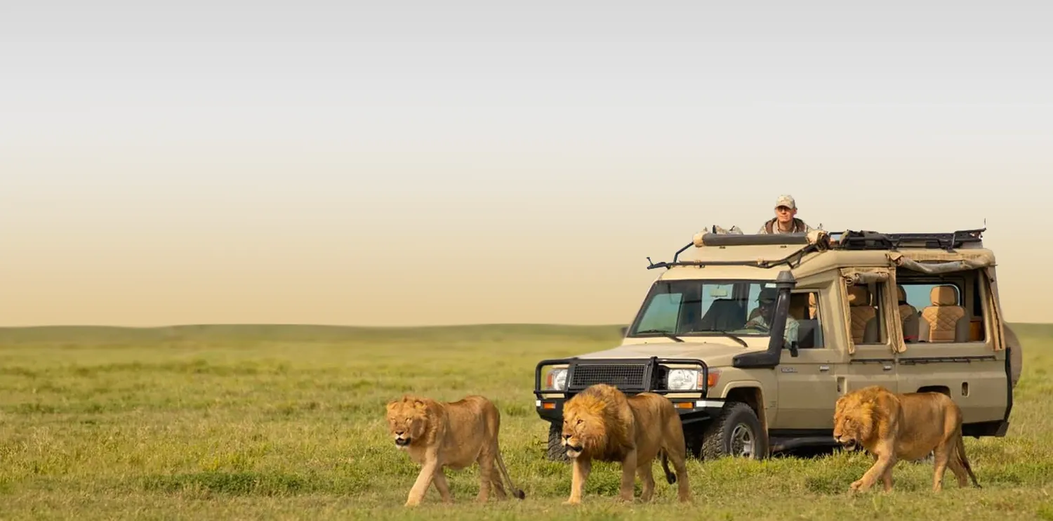 How to calculate how much does an 8 day luxury private safari cost in tanzania - planning a high-end trip