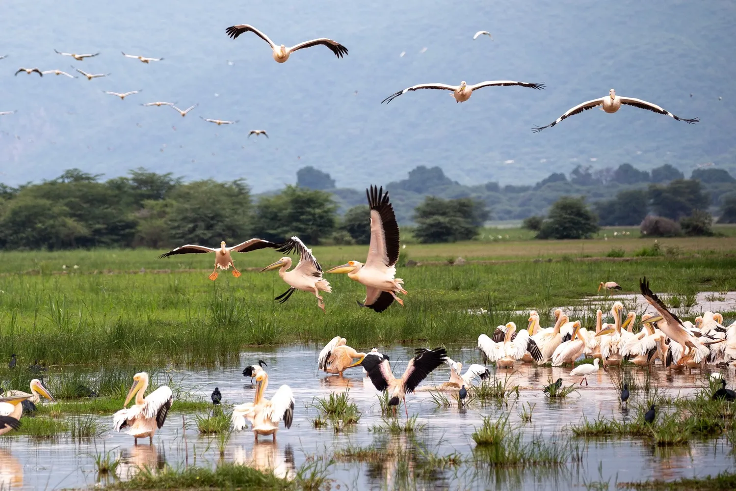 Spectacular bird migration season in Tanzania Great Rift Valley featuring thousands of flamingos over a soda lake