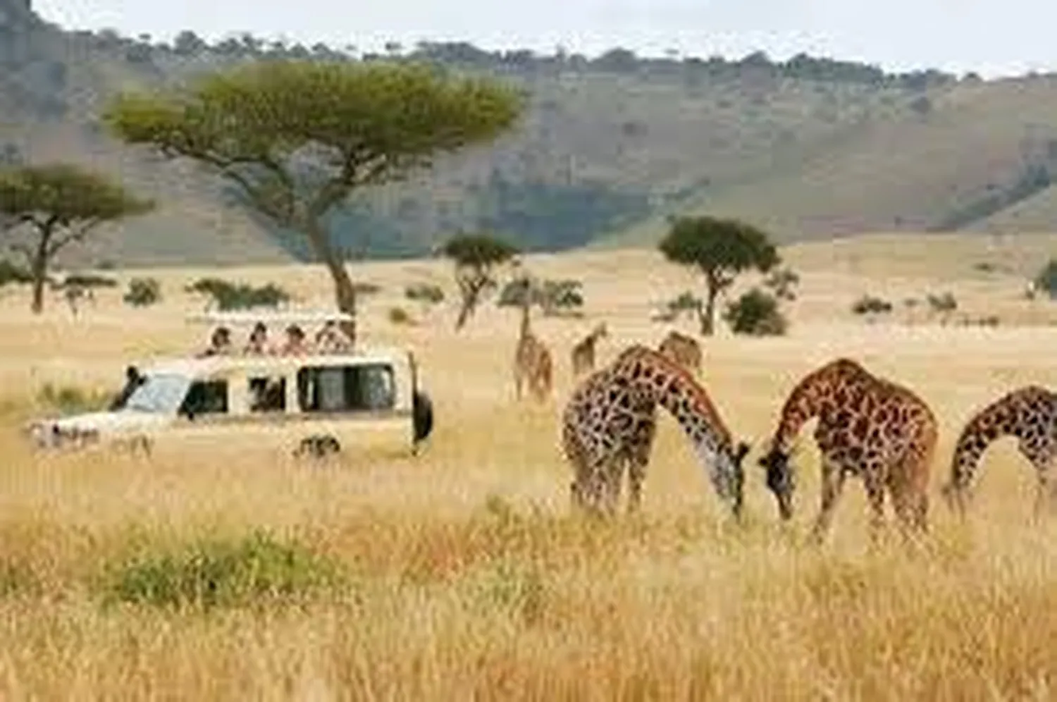 How to check if a Tanzanian safari company is officially registered and licensed structural overview