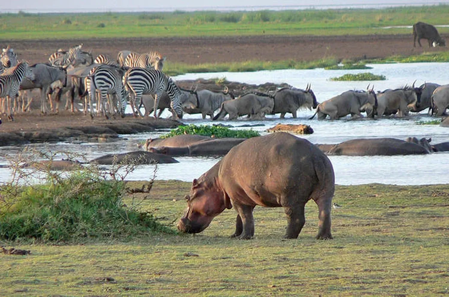 How to choose a reliable 6 day safari company - Vetting licensed operators and custom 4x4 vehicles