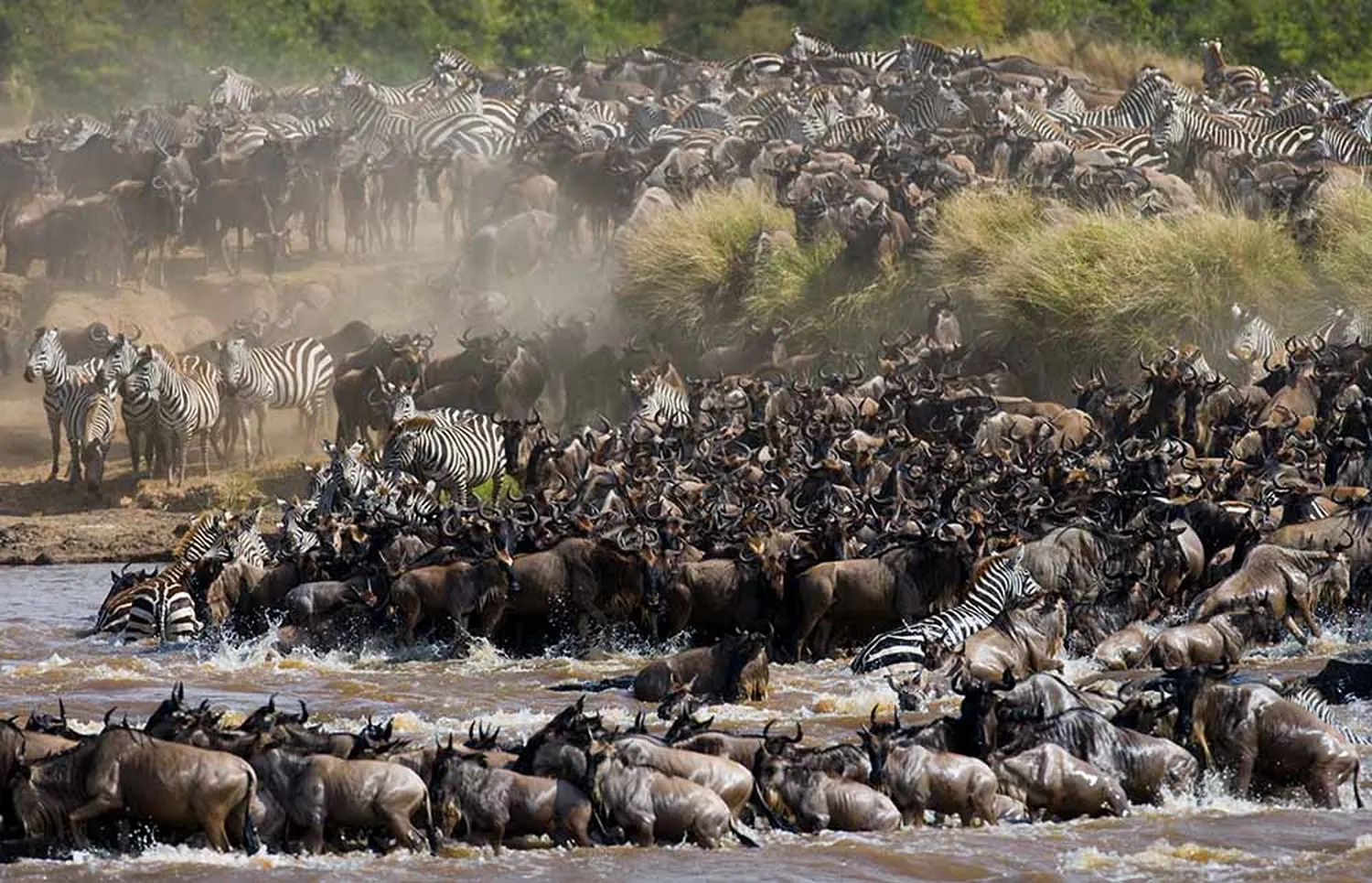 Luxury travelers watching the Great Wildebeest Migration in Serengeti Tanzania from an open 4x4 land cruiser