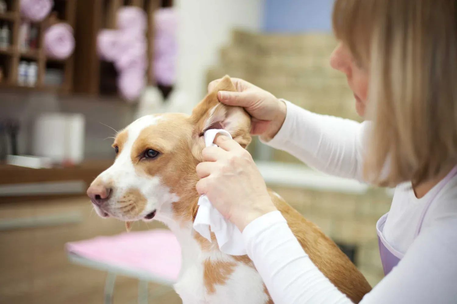 How to clean a dog's ears safely at home using cotton balls and veterinary solution