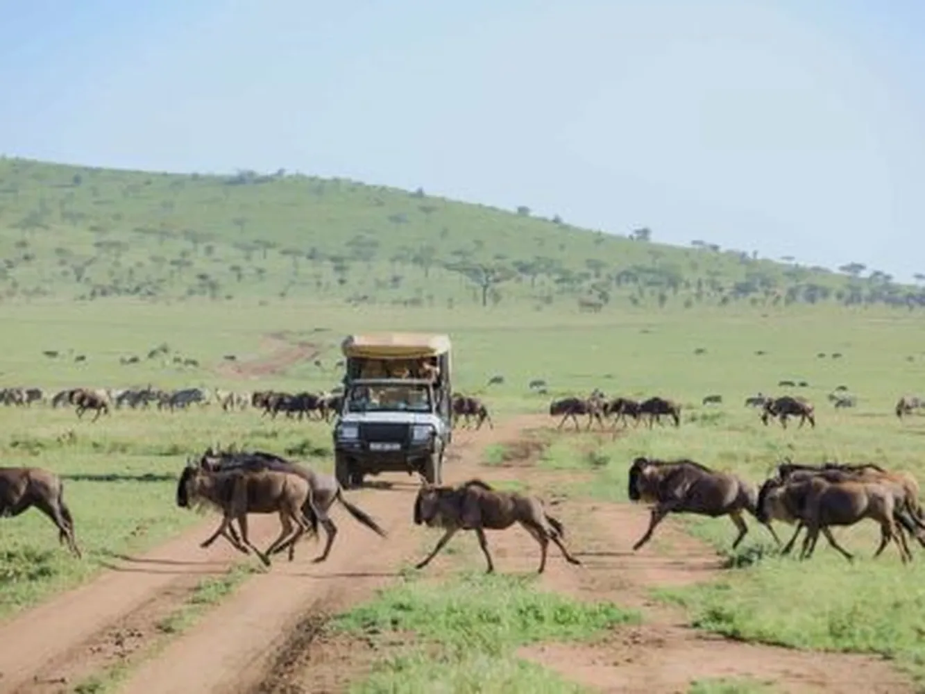 How to customize an 8 day luxury north serengeti migration safari kogatende and mara river - high-end wild canvas camp in the savannah