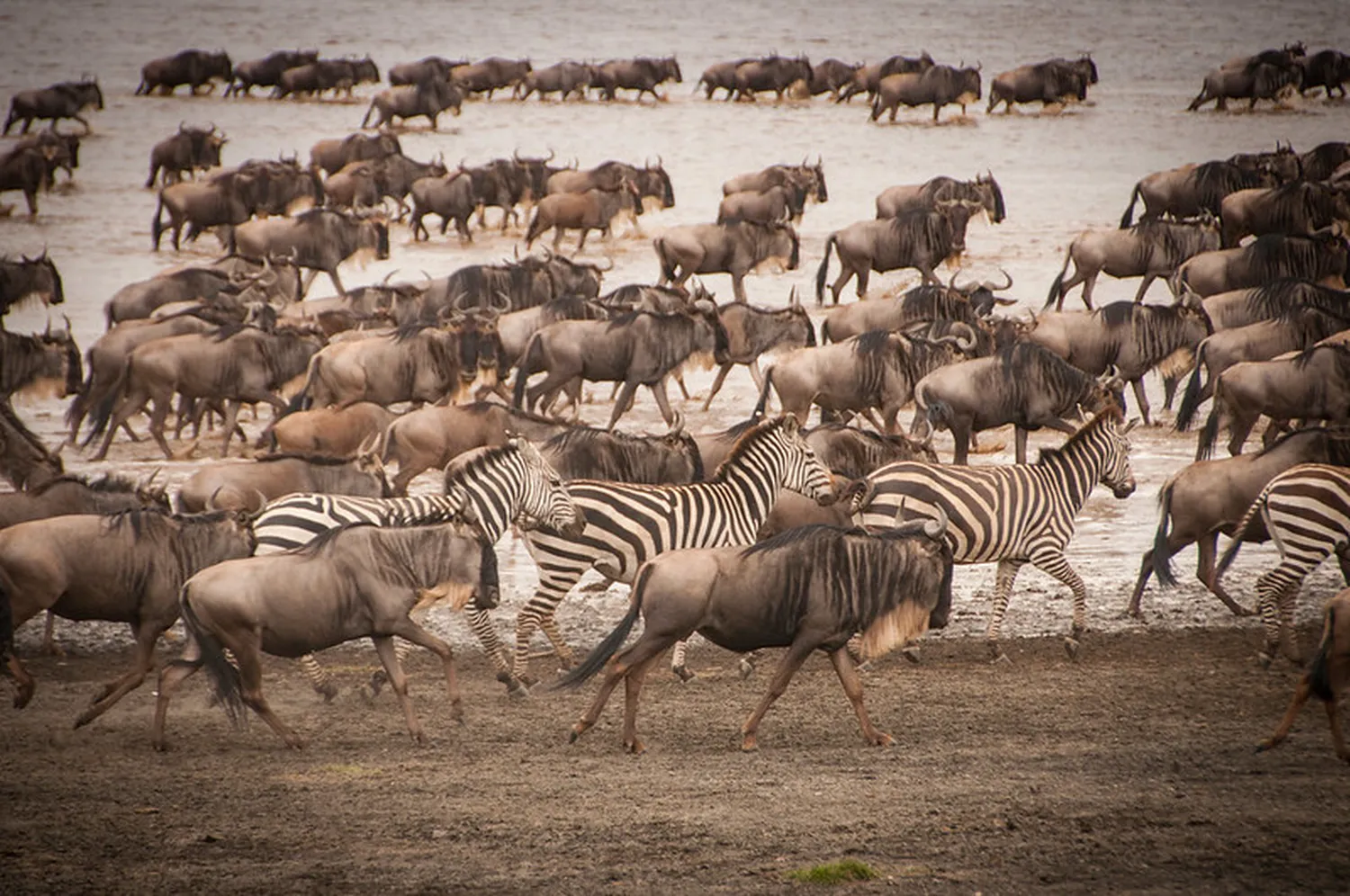 how to determine the best month for 8 days luxury wildebeest migration safari in tanzania