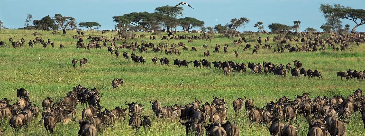How to determine the cost of a 6 day migration safari - Wildebeest river crossing and overland safari vehicle