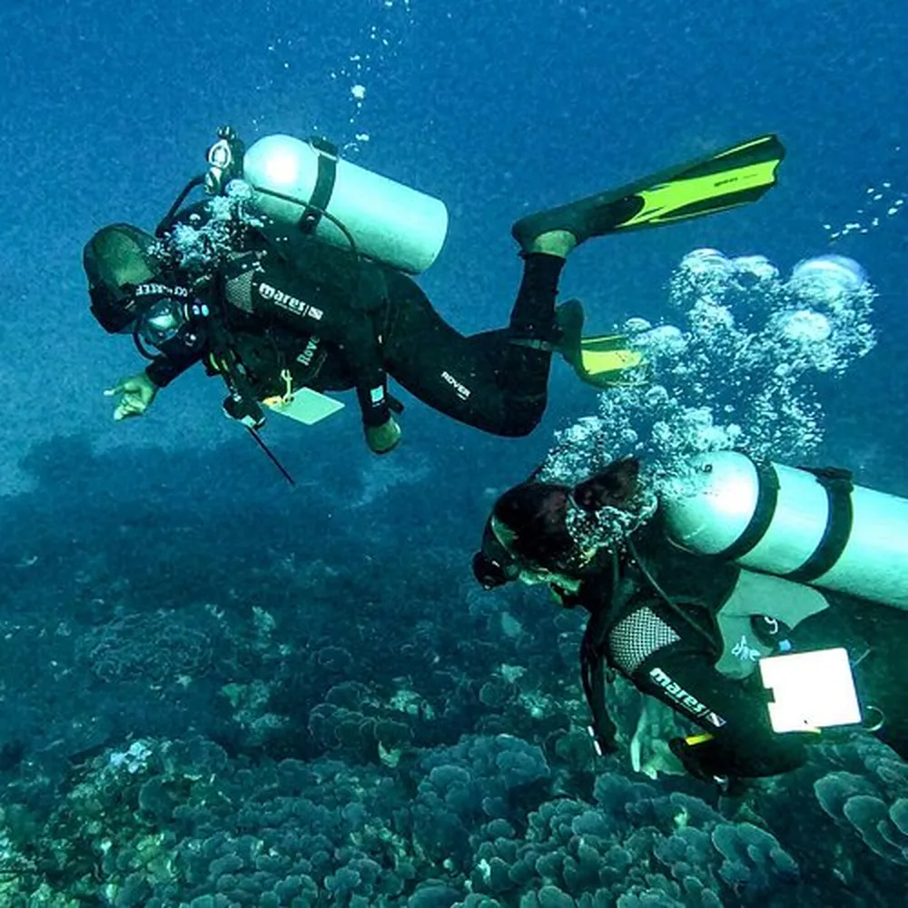 How to experience Pemba Island marine life and diving spots - colorful coral reefs and crystal clear water