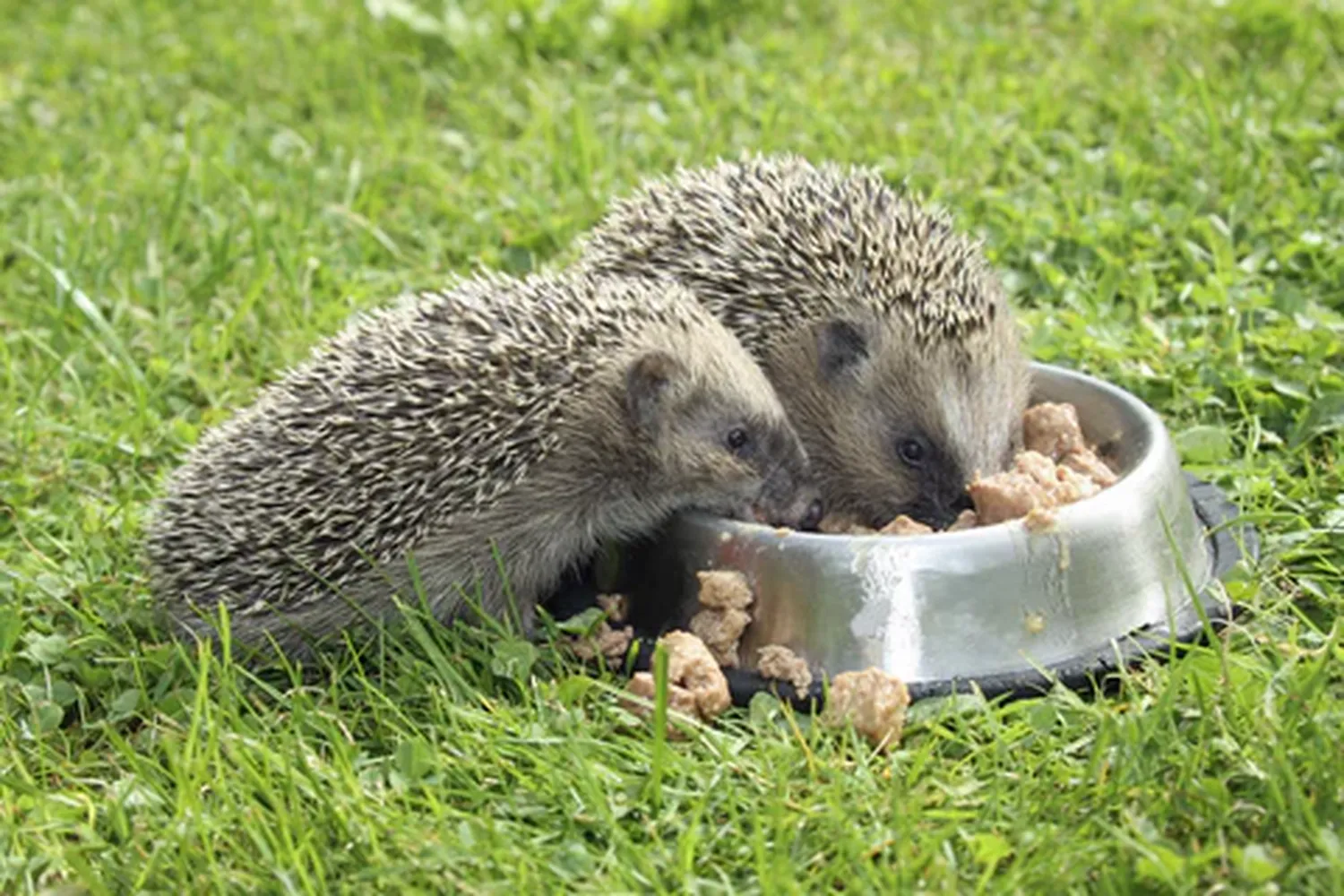 How to feed a pet hedgehog properly - a balanced diet of dry kibble and insects in a shallow dish
