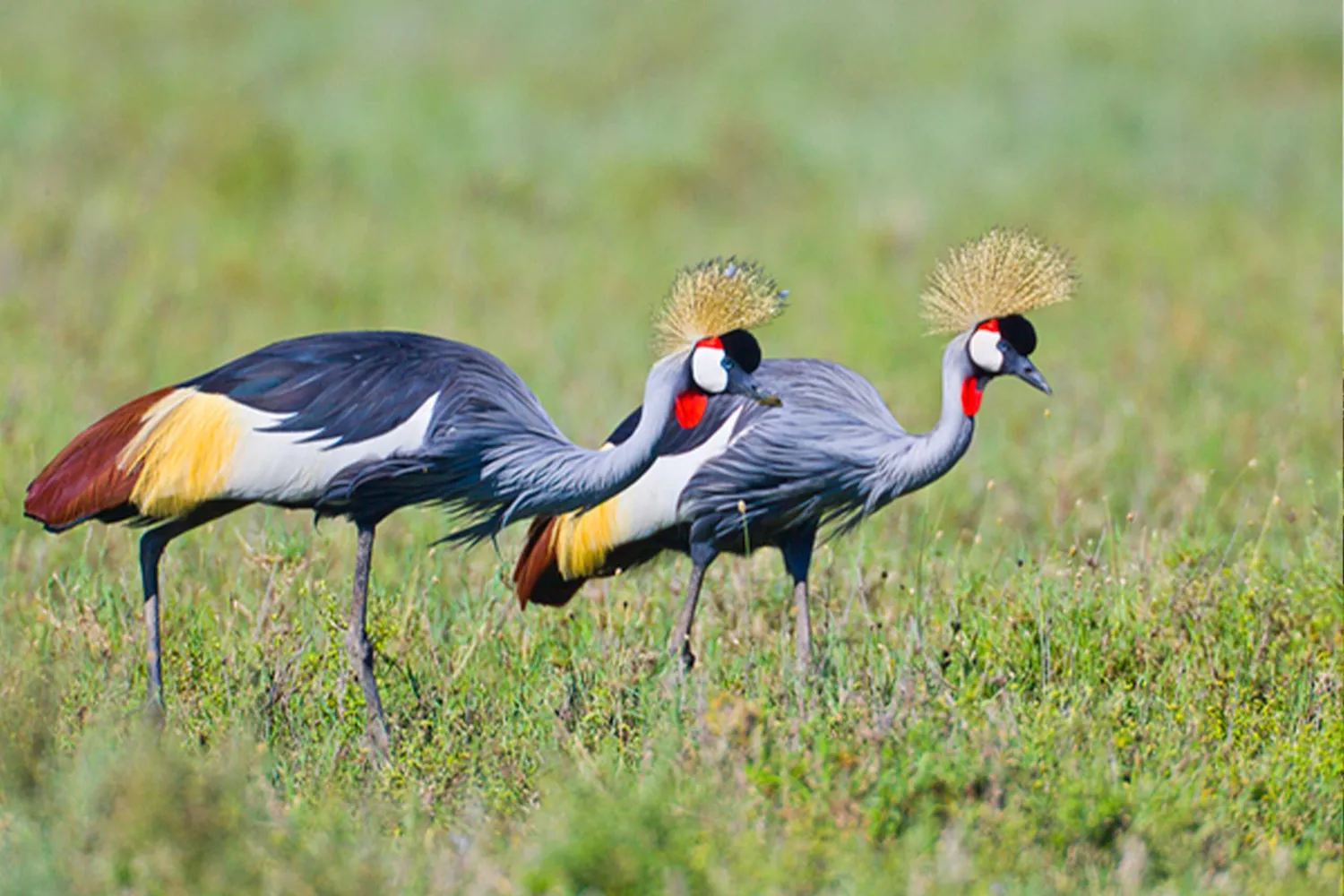 How to find specialized bird watching tours in Tanzanian national parks - professional spotting gear and avian tracking