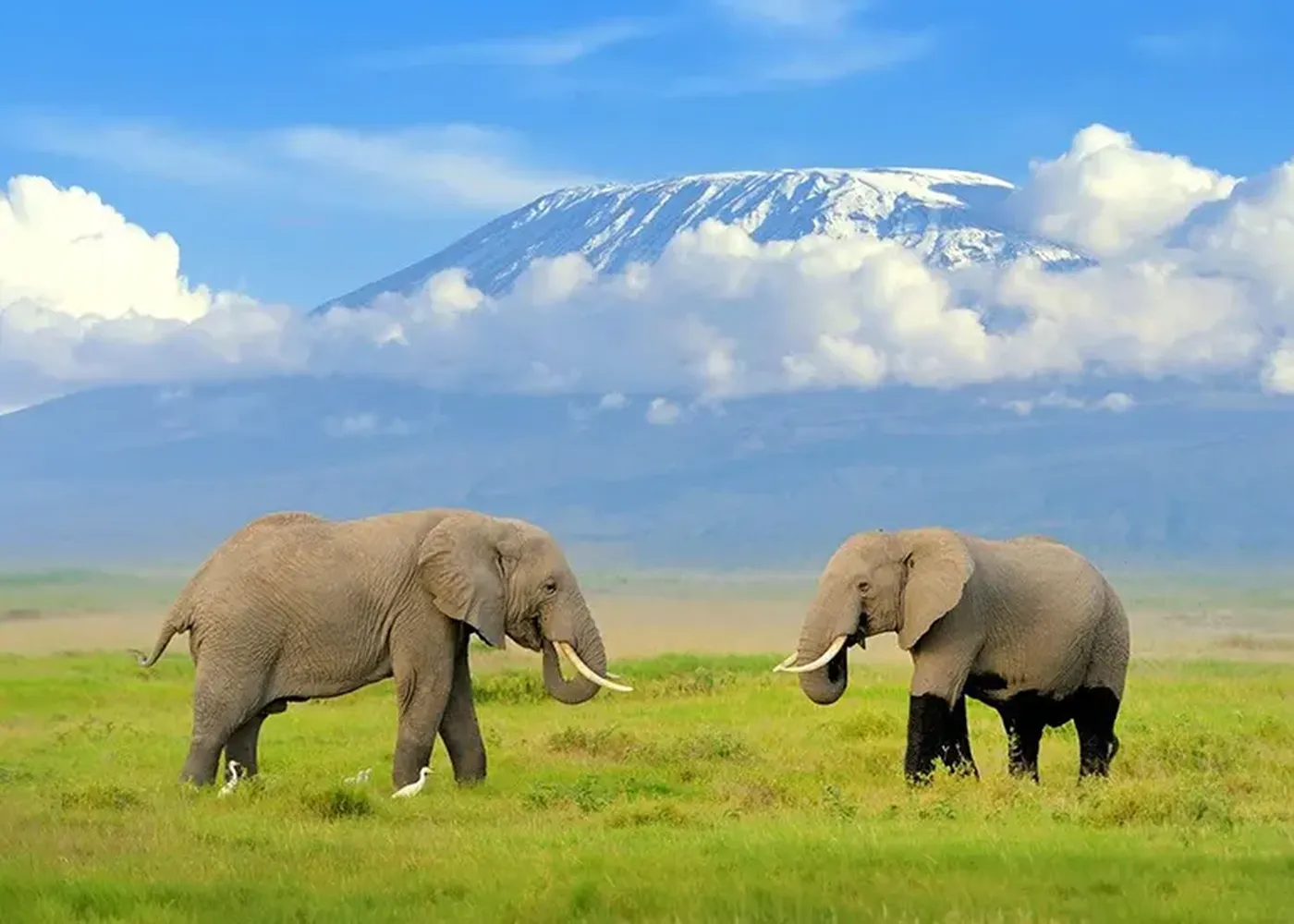 How to find the best local safari companies in Moshi and Arusha - Premium safari cruisers parked in the savannah