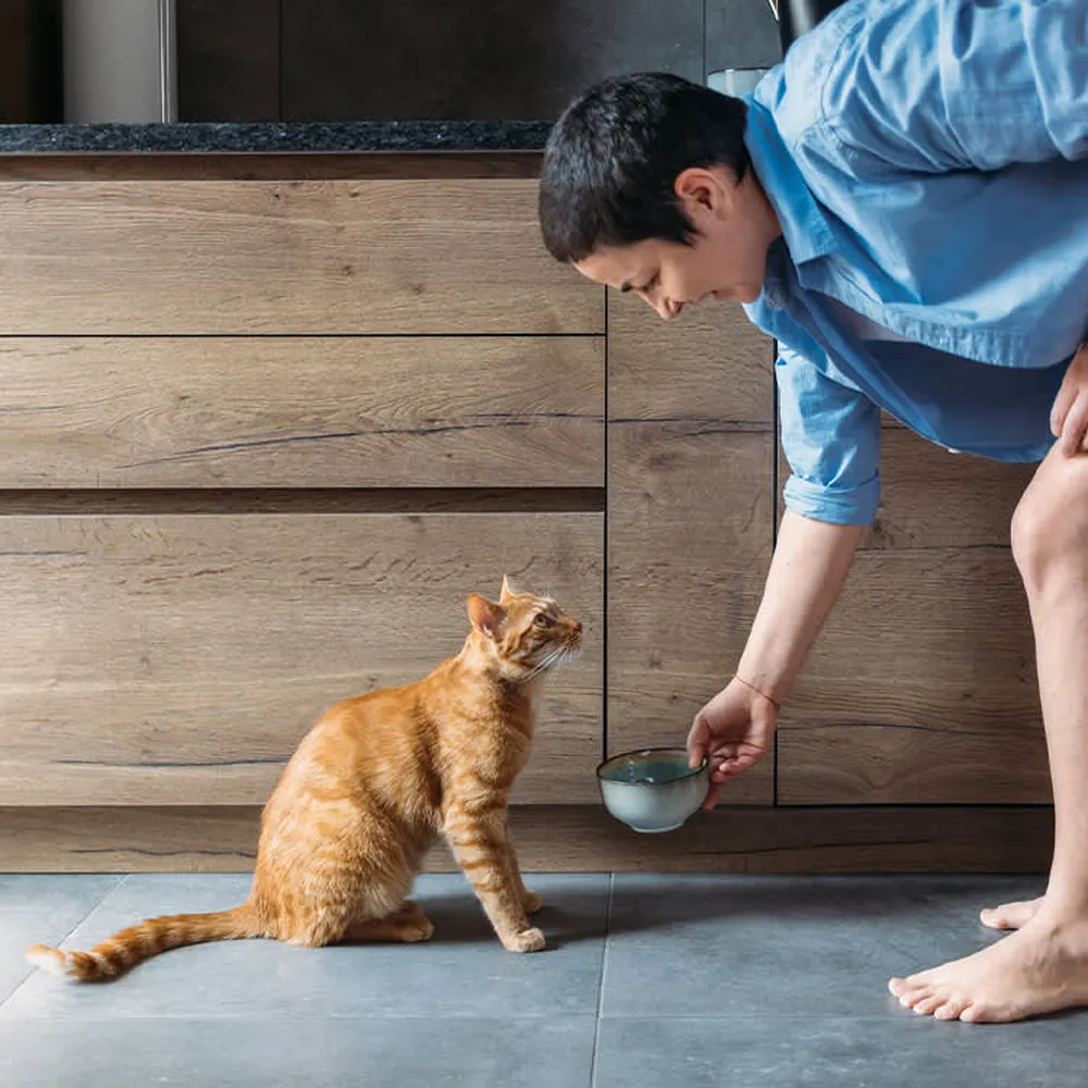How to get a cat to drink more water using a modern pet fountain dispenser