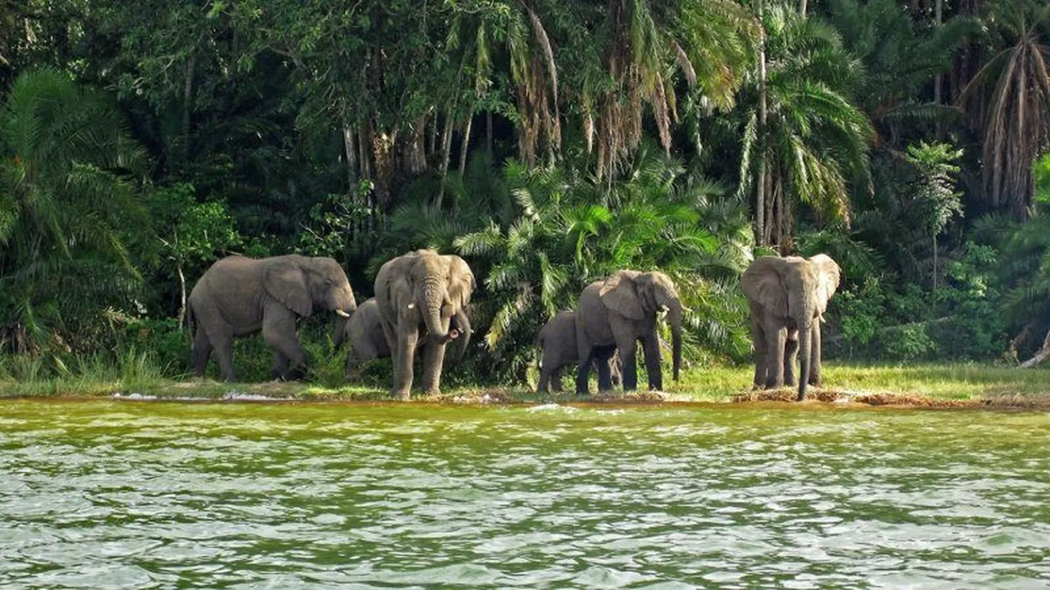 Travel from Mwanza to Rubondo Island