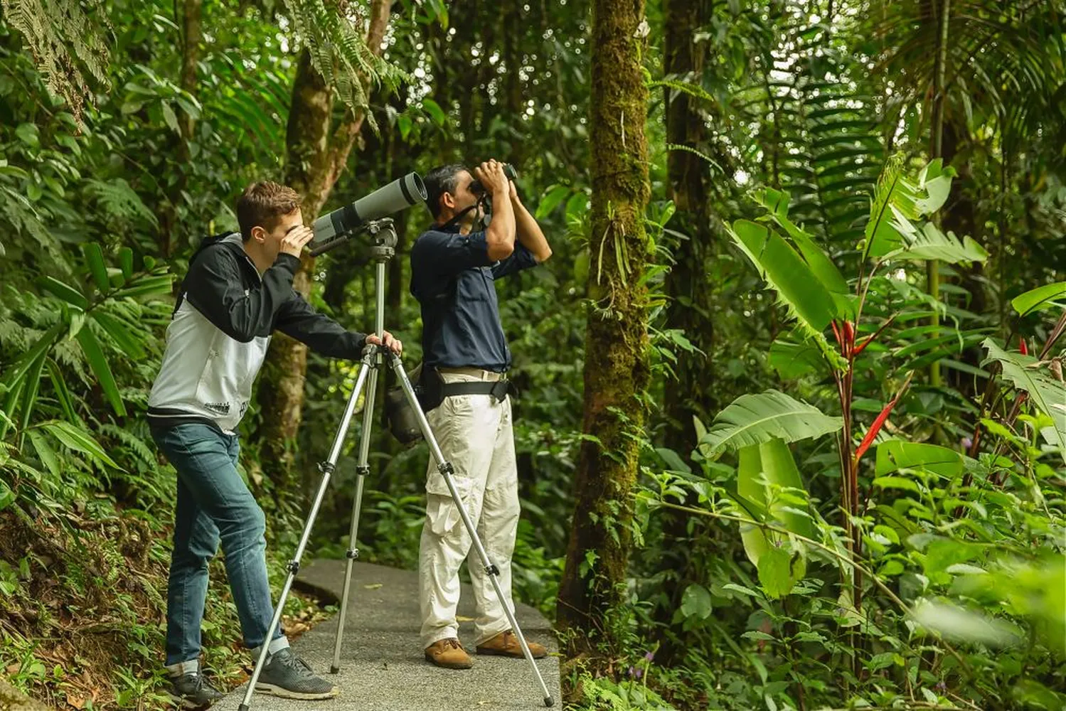How to go birdwatching in Costa Rica - Scarlet Macaws and colorful exotic birds in the tropical rainforest canopy