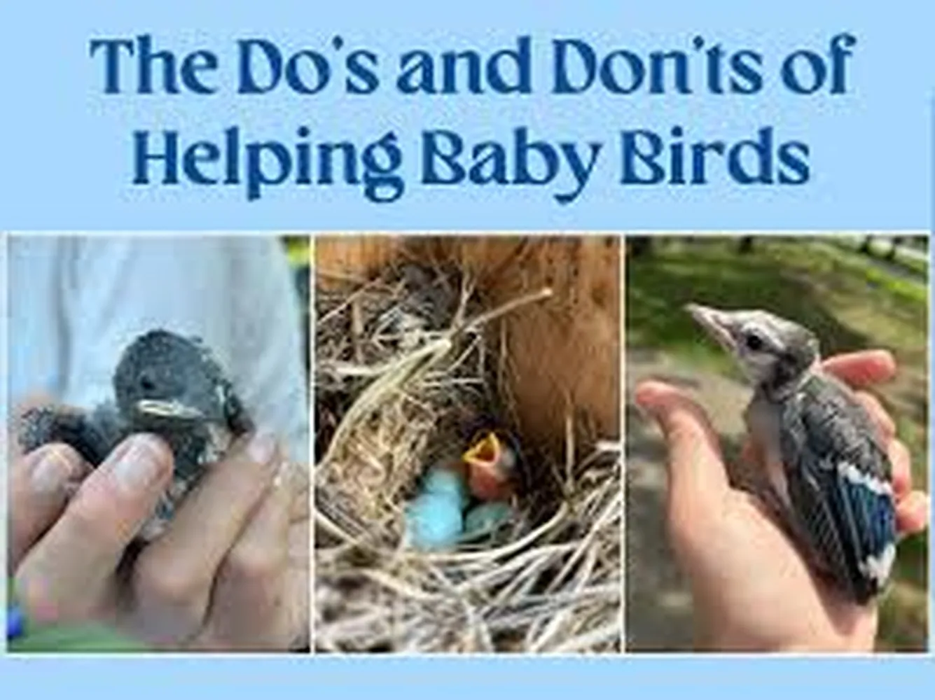 How to help a baby bird that fell out of its nest - Step-by-step wildlife safety rescue