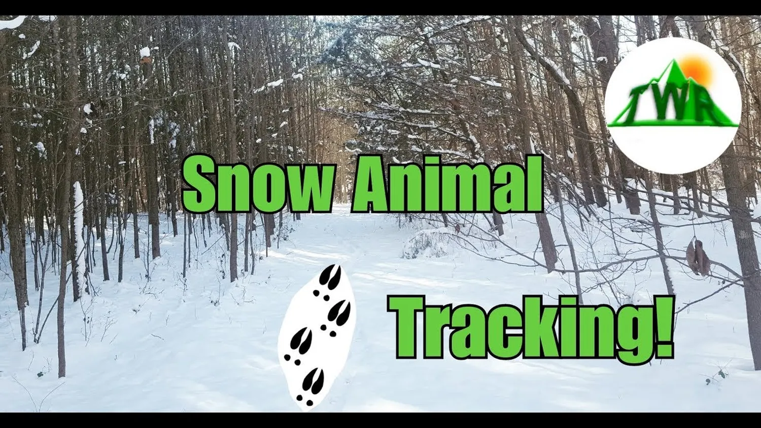 How to identify animal tracks in the snow by analyzing shape, size, and pattern