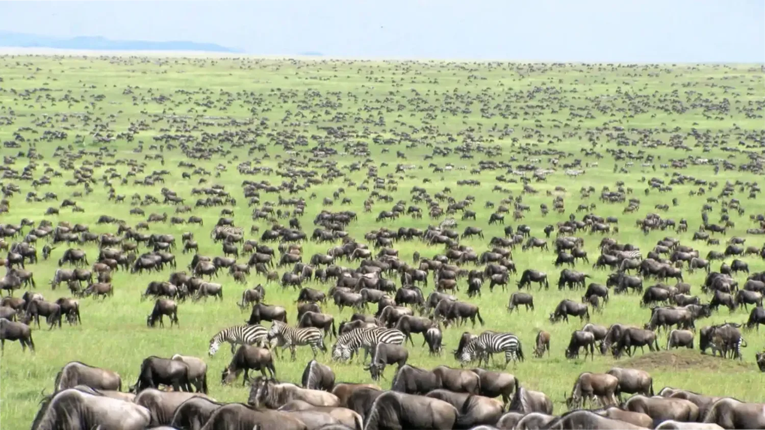 How to know where to stay during 8 days luxury migration safari in ndutu