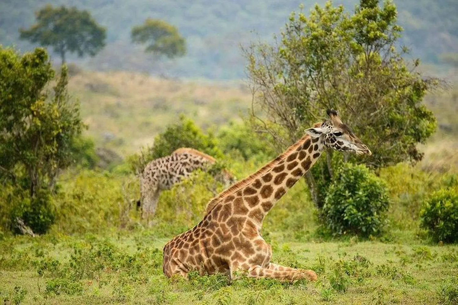 How to maximize game viewing hours on a 7 day tanzania tour safari vehicle in serengeti