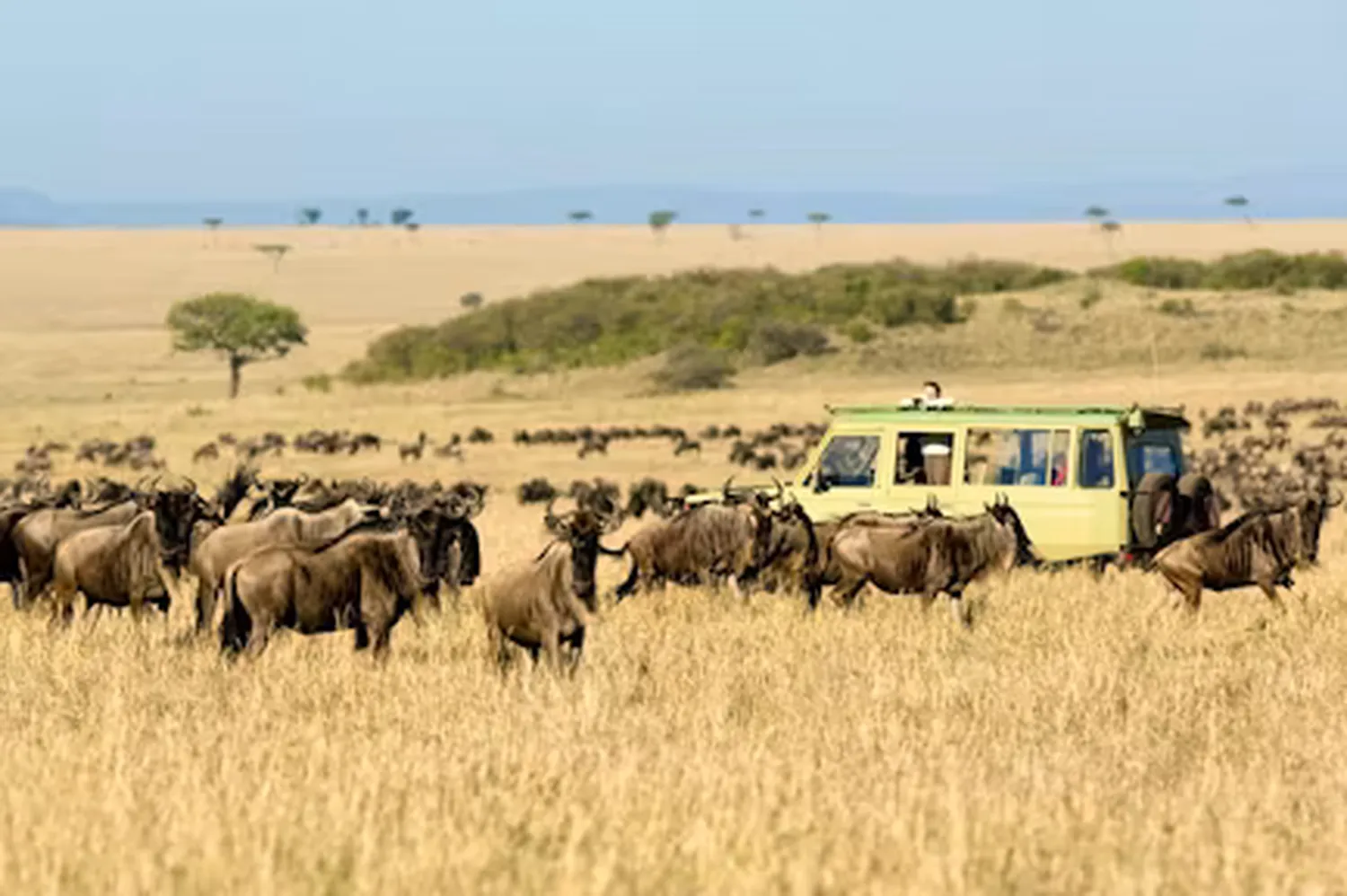 How to plan 6 days around Mara River activity - Wildebeest crossing the Mara River in Serengeti
