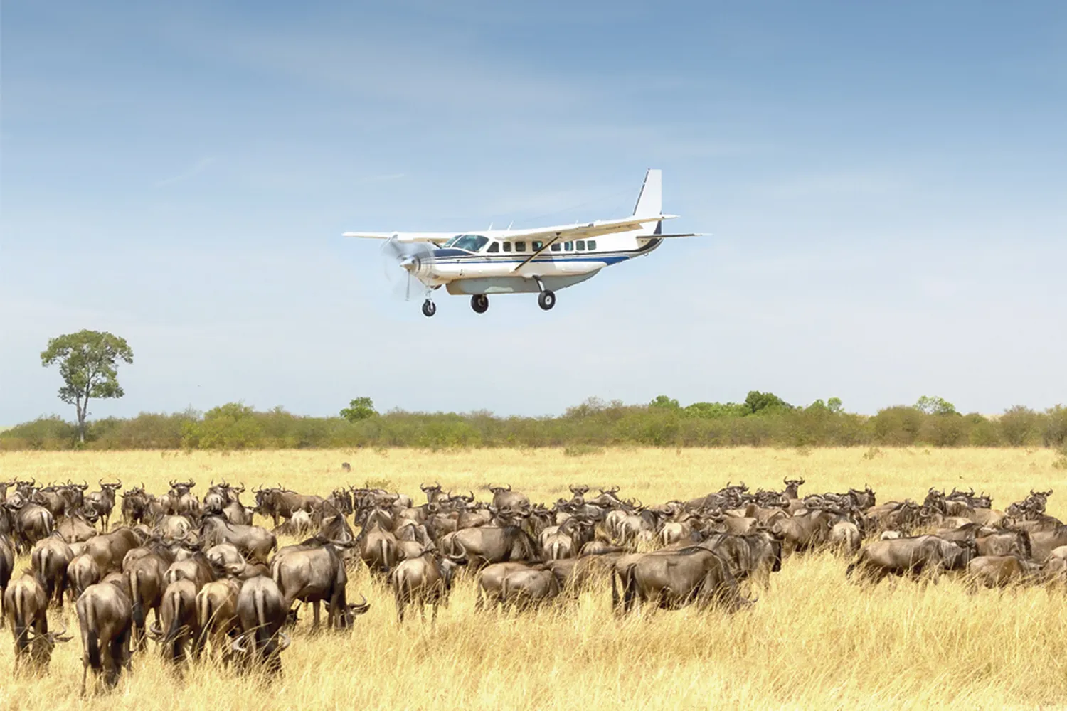How to plan a 6 day fly-in safari to serengeti showing small light aircraft landing on a bush airstrip next to a luxury custom safari vehicle