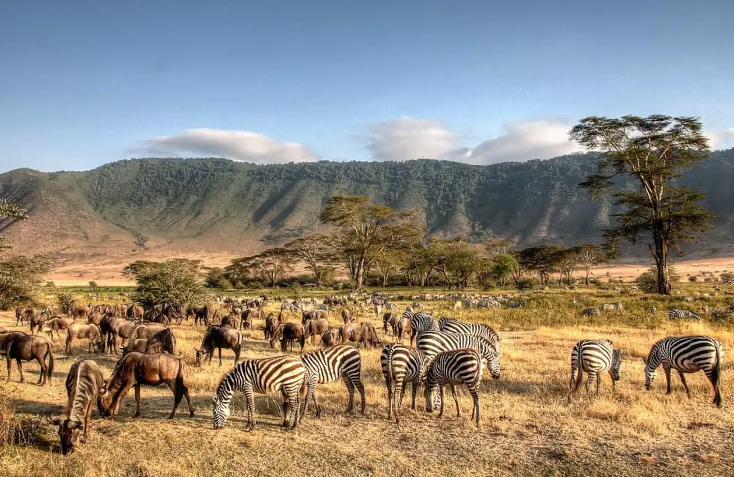 How to plan a 7 day safari to see rare wildlife in Tanzania - tracking black rhinos and wild dogs