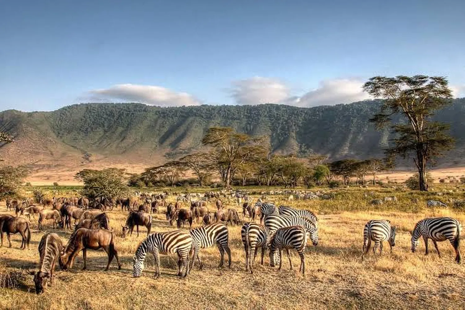 7 day Tarangire Serengeti Ngorongoro trip safari game drive Land Cruiser