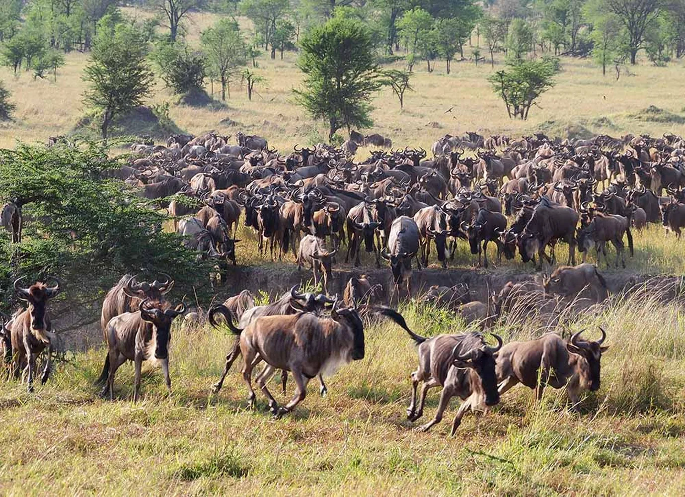 How to plan a 7 day western corridor serengeti safari along the Grumeti River