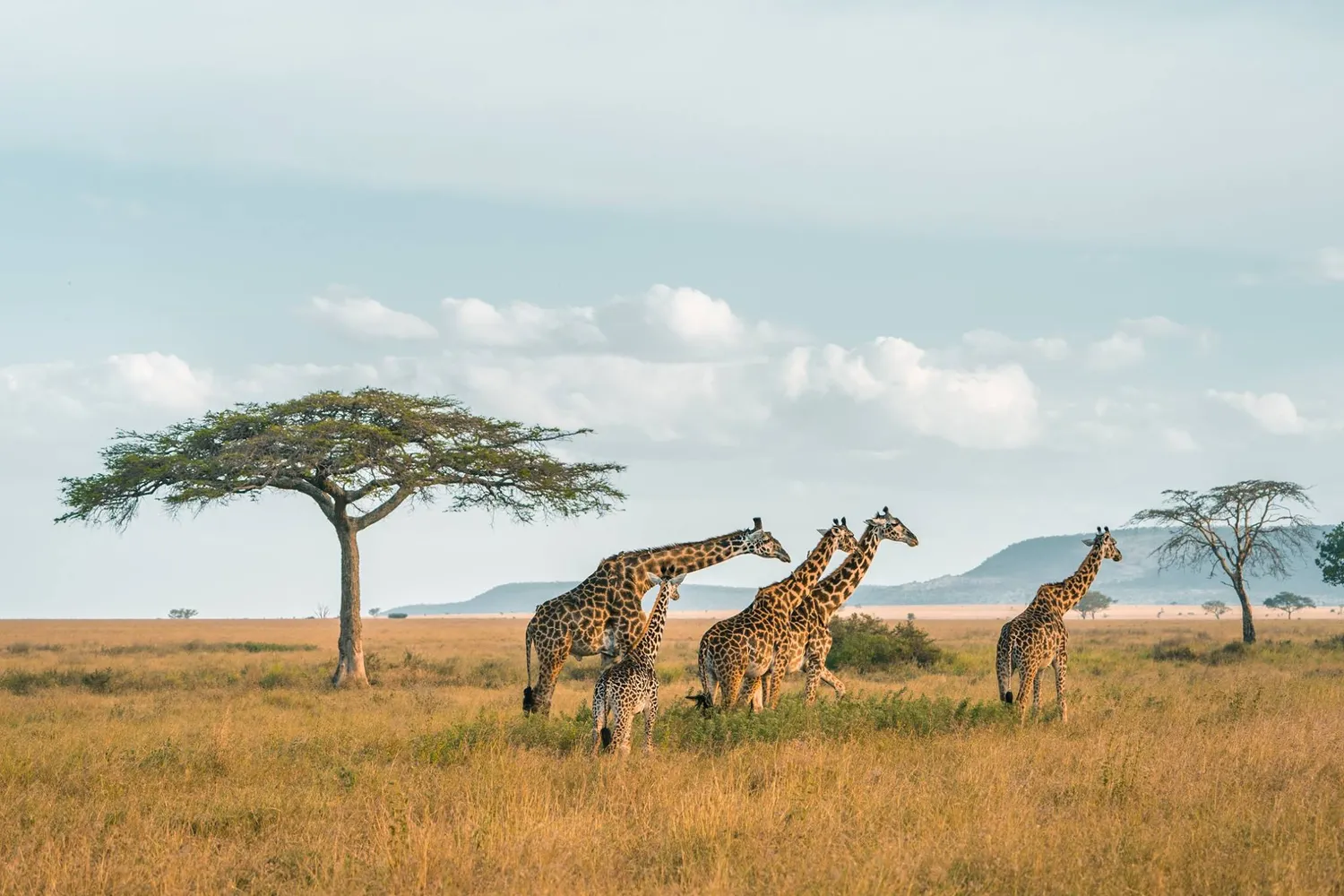 How to plan a Ruaha National Park wildlife and predators safari - Big cats and wilderness landscapes