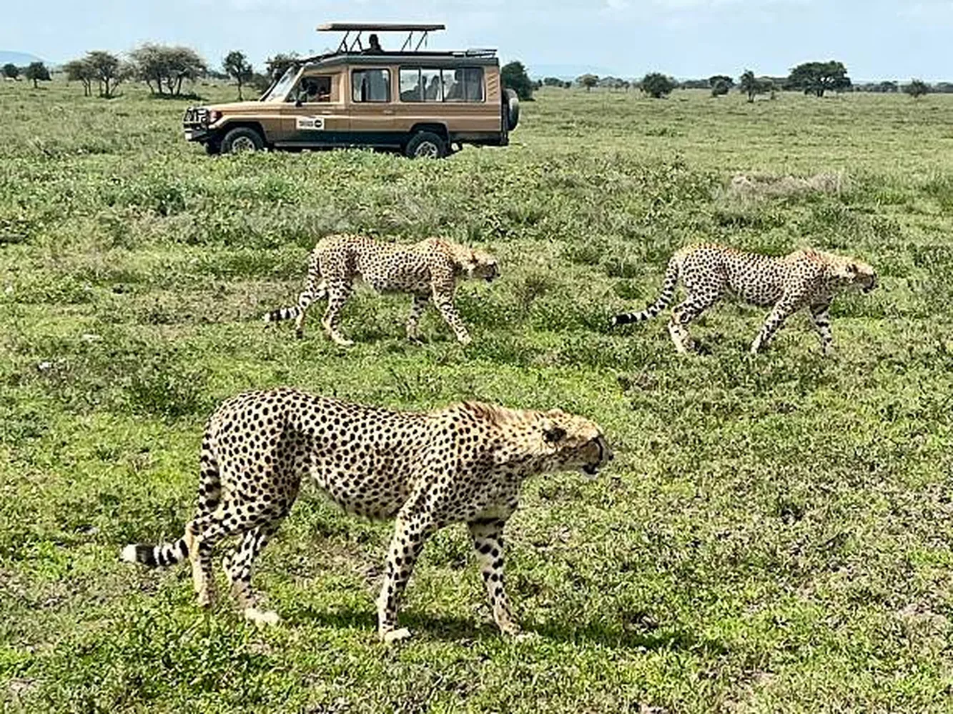 How to plan a self-drive safari in Ngorongoro Crater safely - 4x4 vehicle on the crater floor
