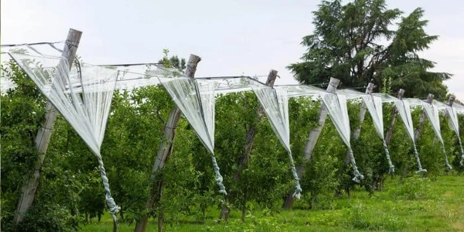 How to protect fruit trees from hail damage using anti-hail netting structures