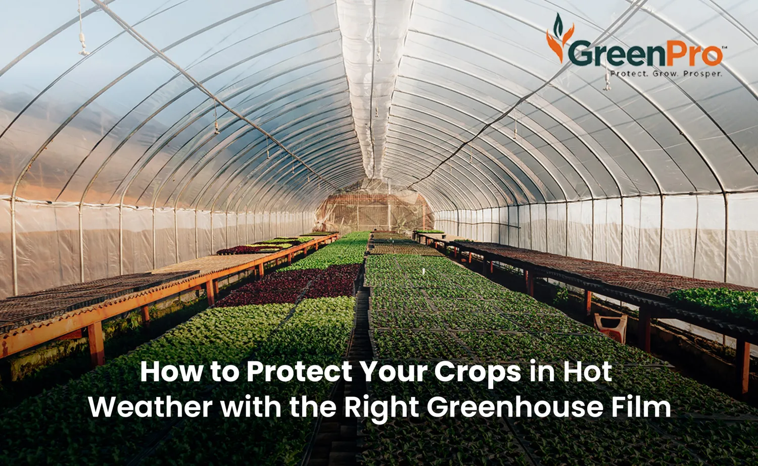 How to protect greenhouse plants from extreme summer heat - installing silver shade cloths and automated ventilation vents