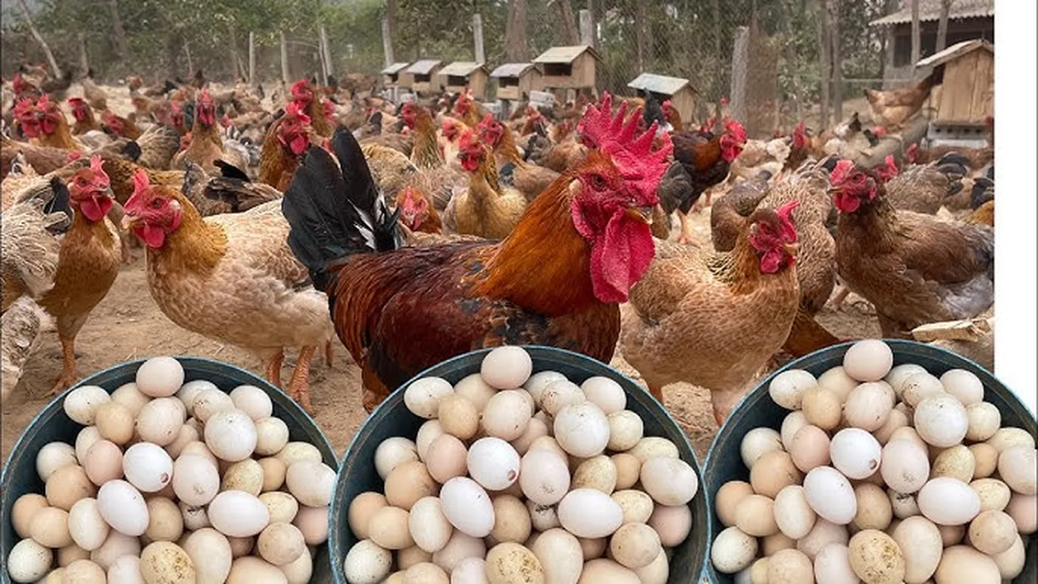 How to raise chickens for eggs in the backyard - fresh eggs in a wooden basket next to healthy laying hens
