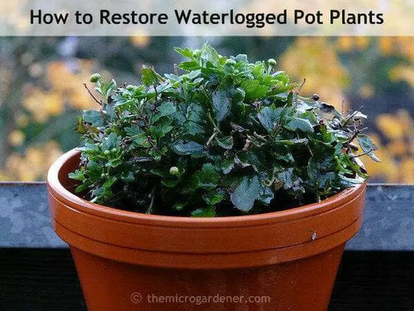 How to save a waterlogged plant after heavy rain - step by step root recovery and soil drainage process