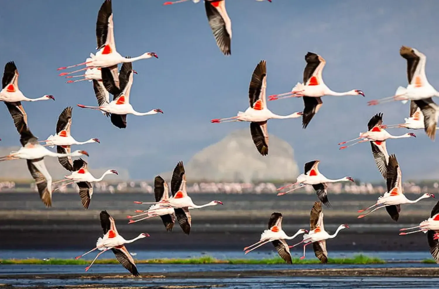 How to see bird migration on a 6 day safari - Migratory birds over African savannah wetlands