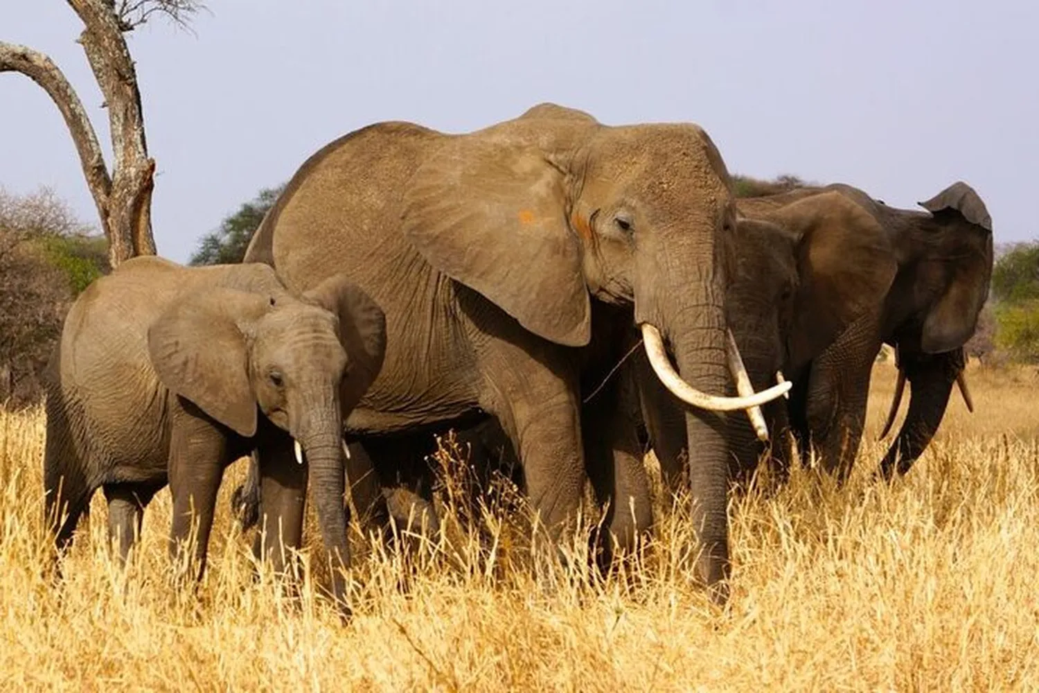 Giant African Elephants gathering around ancient Baobab trees in Tarangire National Park Tanzania