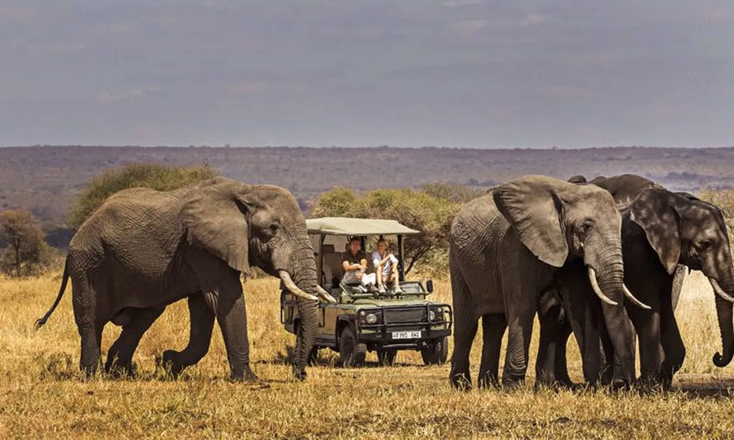 How to see Tarangire National Park elephant herds during the dry season - Large family groups migrating near riverbed