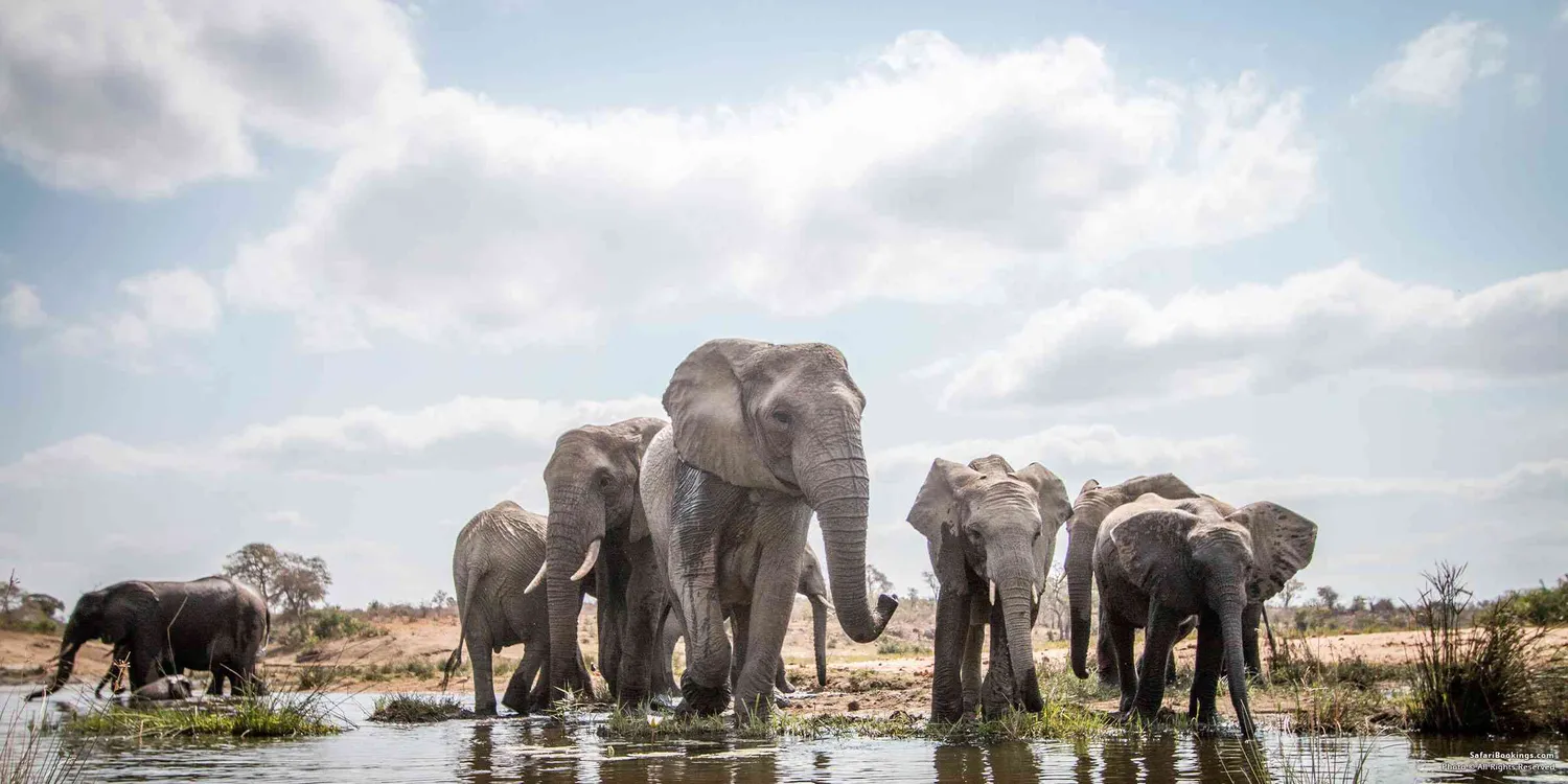 How to see wildlife in the best places of South Africa - Safari vehicle observing elephants